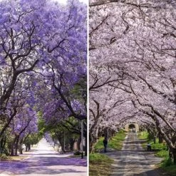 6" Double Sided Lavender Road Canvas Room Divider Purple - Oriental Furniture -Home Style Deals Store GUEST 76beb705 6331 4854 a351 0324682238fc